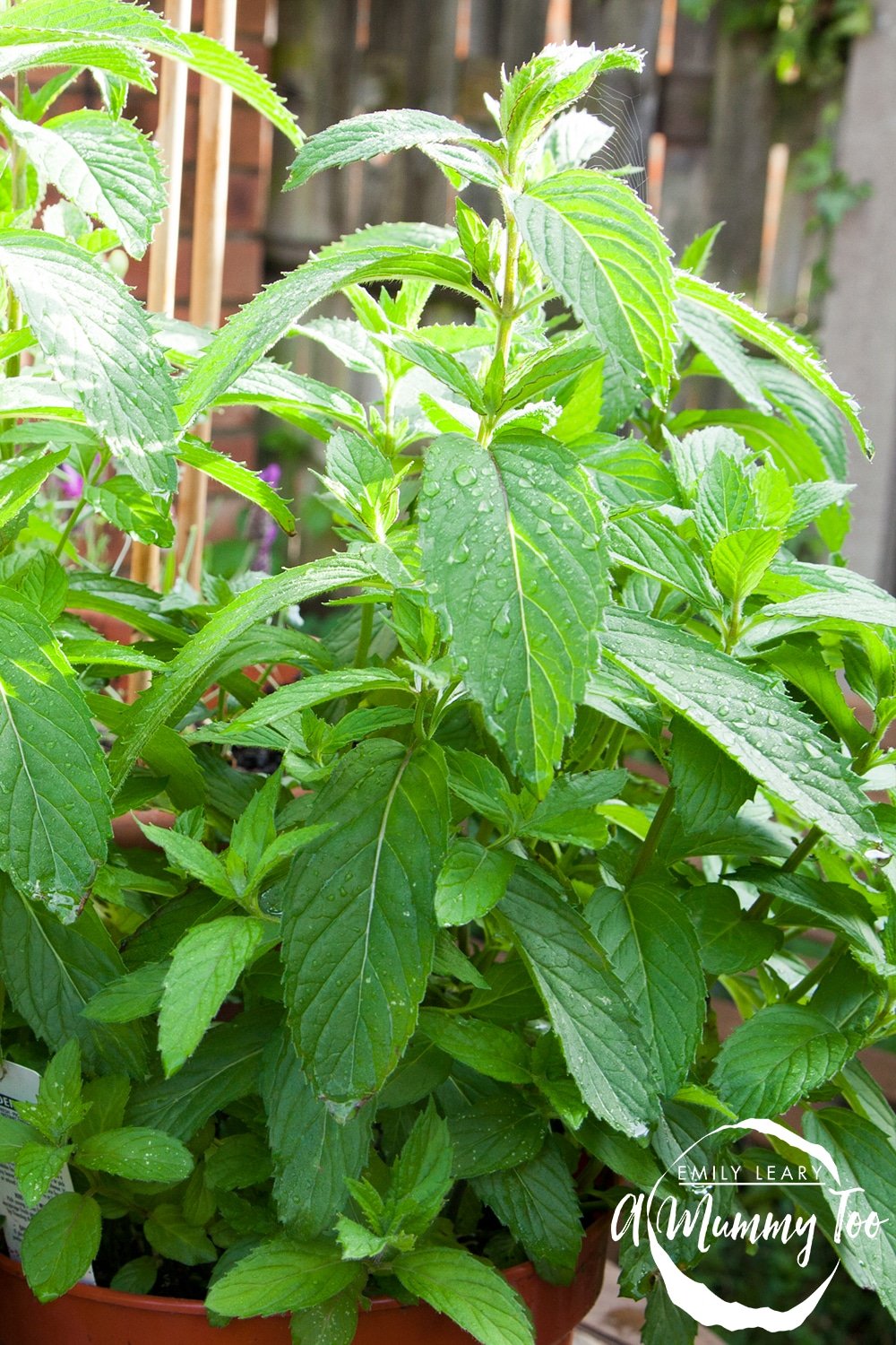 Mint plant growing in our garden