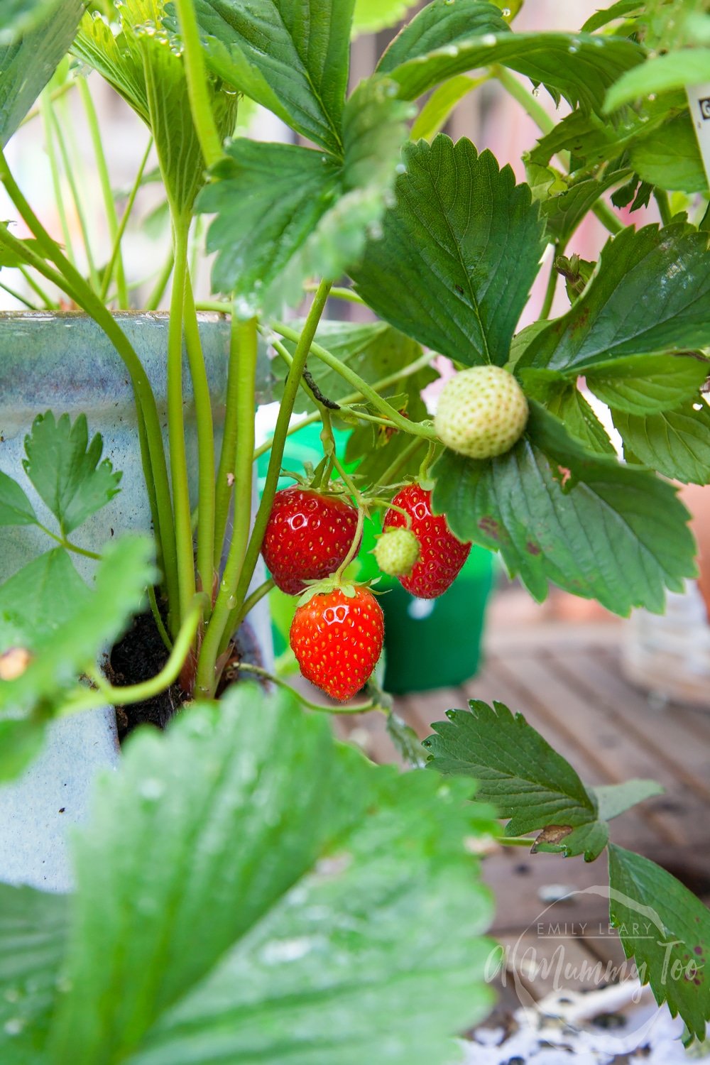 Growing fresh strawberries in our garden