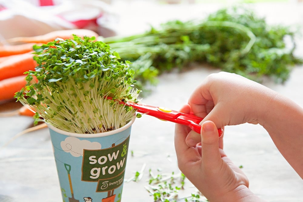 Assembling the sandwiches, adding a sprinkling of home-grown cress