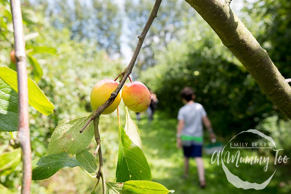 Fruit picking at a 'pick your own' farm with Robinsons