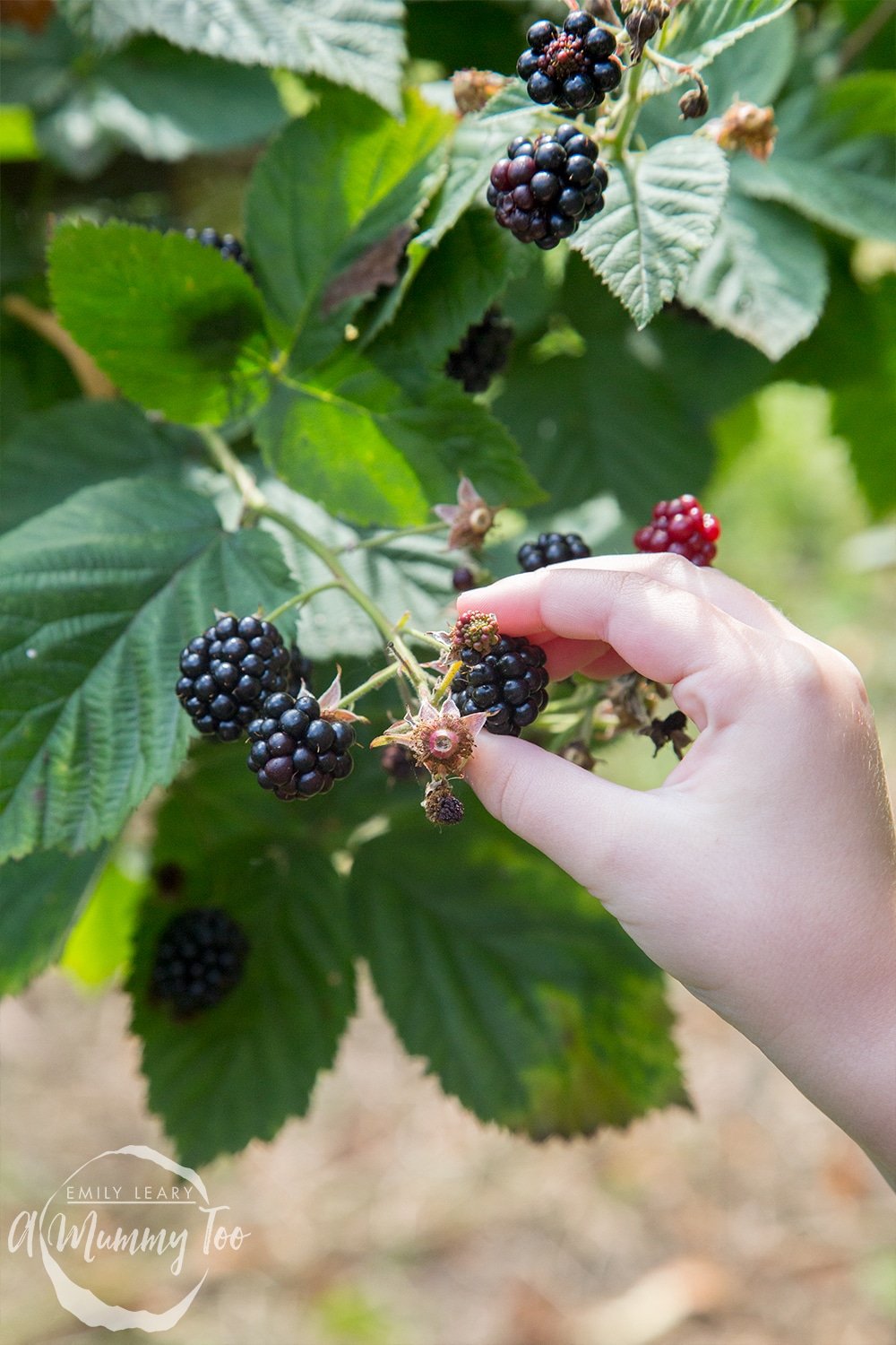 Picking blackberries at a 'pick your own' farm