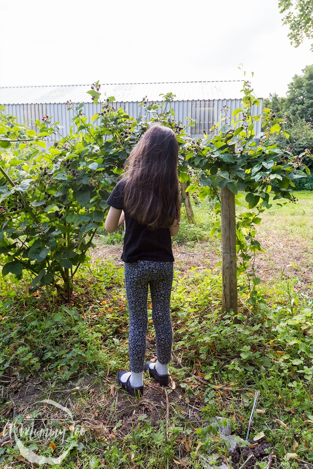 Going fruit picking as a family at a 'pick your own' farm with Robinsons