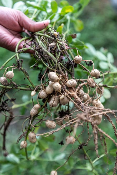 A hand holding a peanut plant showing the peanuts pulled from the soil.