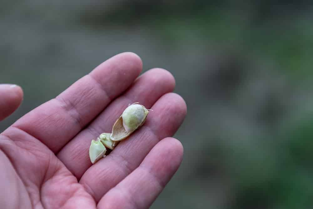 A hand holding a single peanut shell half and two fresh raw peanuts.