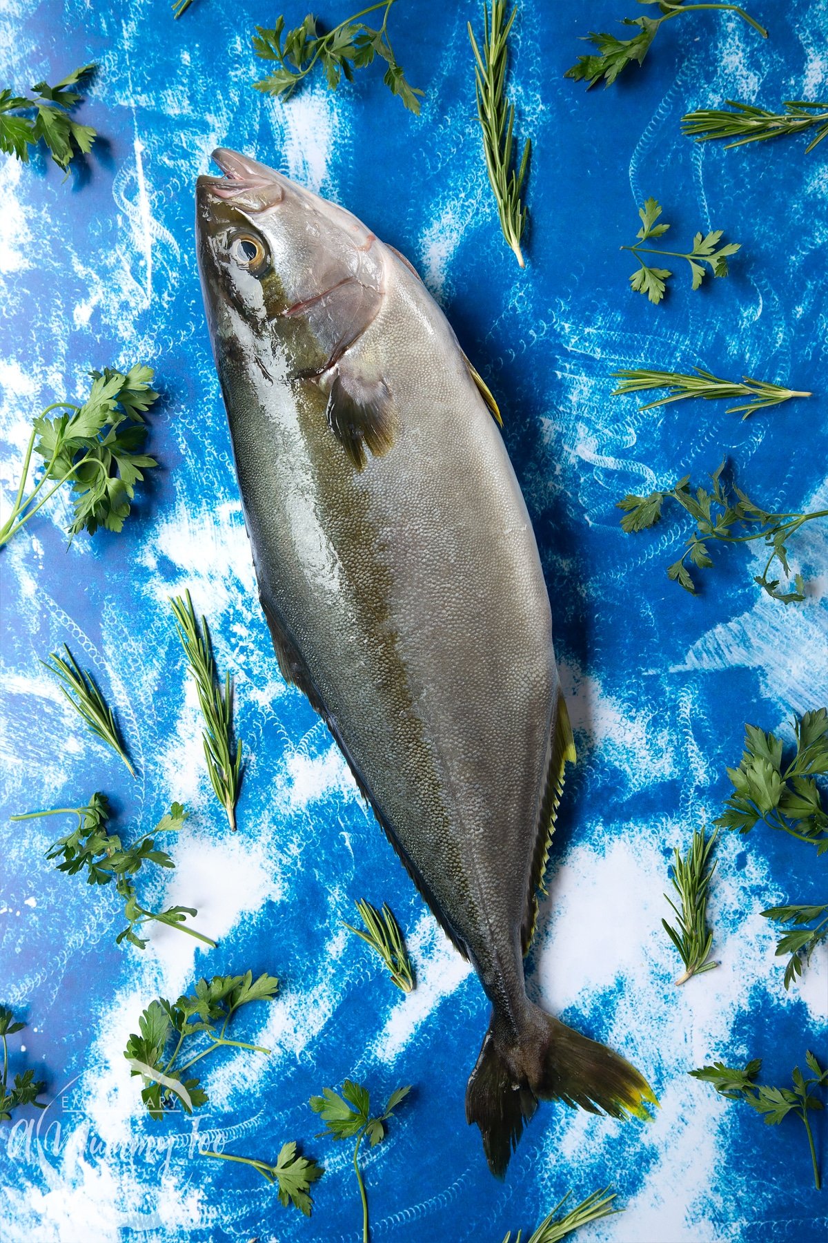 Whole Dutch Yellowtail on a blue background 