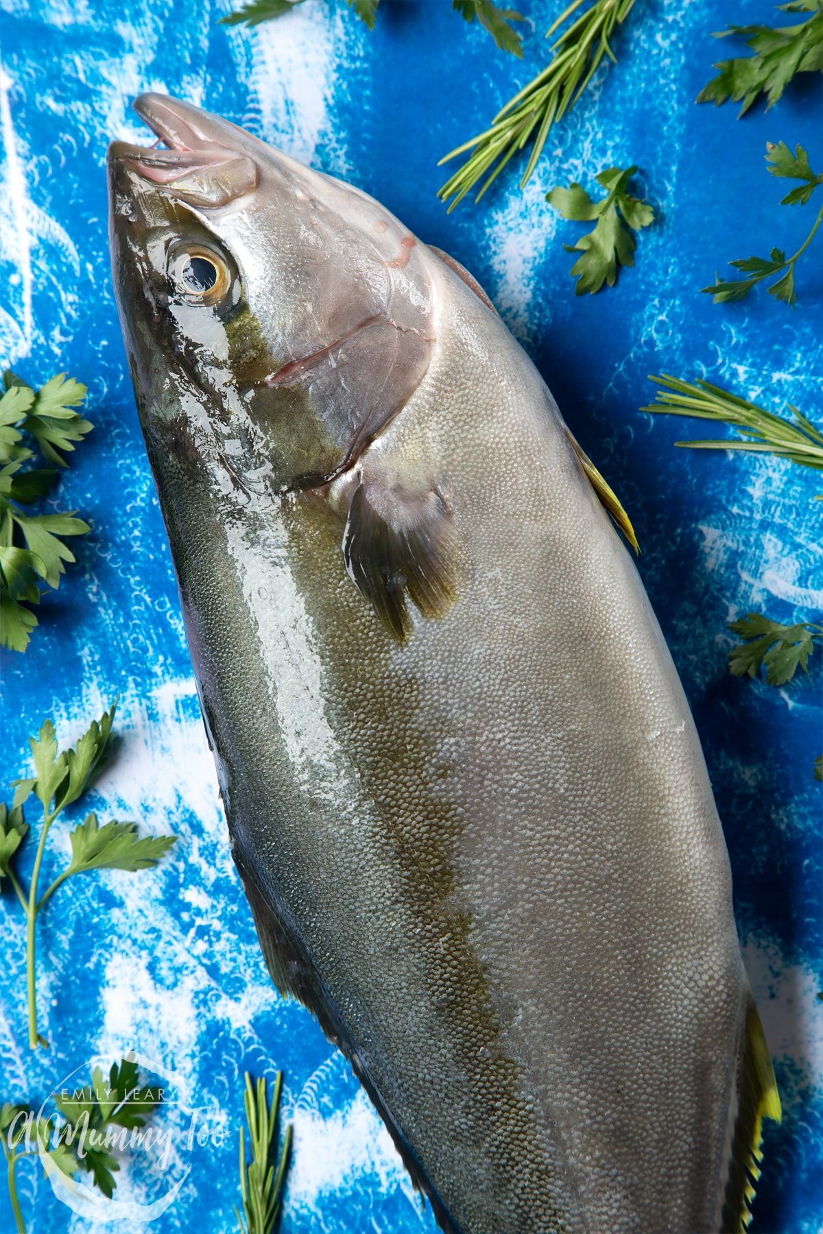 Focus on the head of a Dutch Yellowtail fish on a blue background 