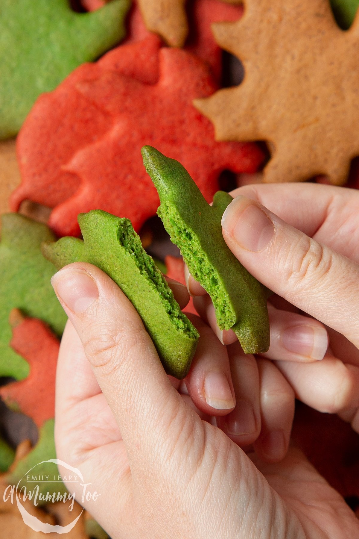 Hands breaking a green autumn biscuit in half above a pile of colourful red, green and brown autumn cookies cut into the shapes of autumn leaves.